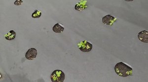 Эффективное лечение кустов клубники от хлороза