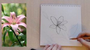 Учимся рисовать вместе. Рисуем пошагово Лилию. Быстрый скетч. Акварельные карандаши