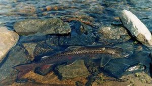 Сохондинский заповедник