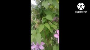 Клематис Vino #Shorts