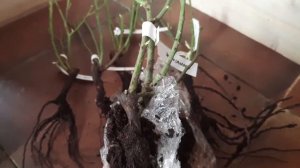 Посылка с розами из питомника "Розомания"