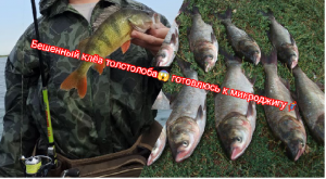 Ловля толстолобика. Рыбалка в Дагестане. Новый Хушет. Техно -планктон. Бешенный клев.