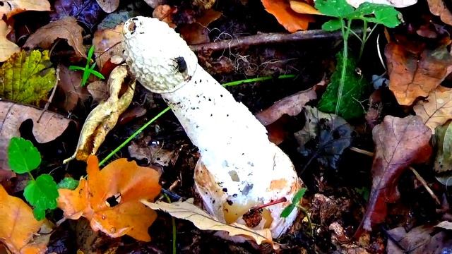 Грибы Веселки. Как приготовить. Важно знать! смотреть онлайн