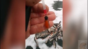 Балда Жук косит окуня в глухозимье #Балдажук #балдажук