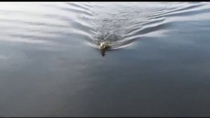 Short video about Pontoon 21 Shallow First, Danzante J and Cheeky...