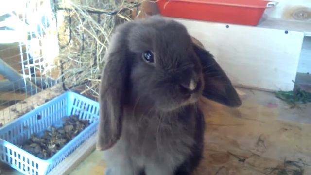 Как приучить кролика к клубнички смотреть онлайн