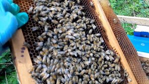 Ловля роя пчёл на старую суш