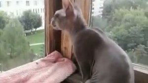 Кошка каркает как ворона.mp4