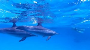 Egypt Sataya (Dolphin Reef)