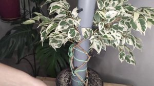 ФИКУСЫ. Круговое плетение решеткой из 4 фикусов. Часть 2