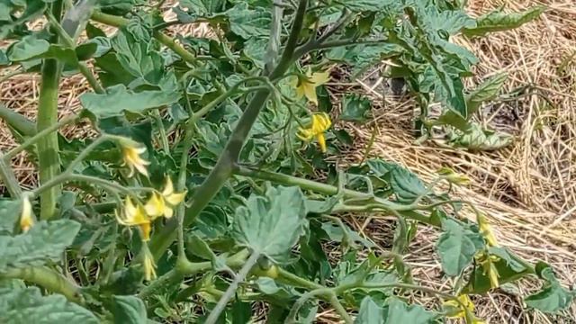 15.06.23г. МОЙ ОГОРОД. Прополка. Подвязка томатов. смотреть онлайн