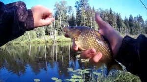 РЫБАЛКА НА КАРАСЯ ЛЕТОМ 2024