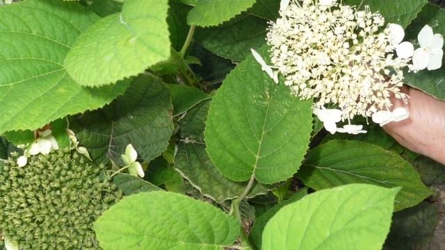 Метельчатые гортензии.Как цветут гортензии в августе.Мой сад.2018г.
