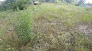 Ловим ящериц возле леса