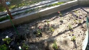 как лучше кормить растения когда идут дожди