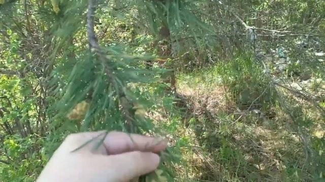 ?Пыльца СОСНЫ - уникальные свойства!! КАК СОБРАТЬ И ЛЕЧИТЬСЯ -- смотрите!!!! и болезни отступят!)))