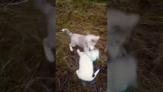 бойцовские приемы щенков волкособа #щенки #puppy #волкособ #wolf