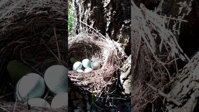 #shorts гнездо черного дрозда gnezdo chernogo drozda смотреть онлайн