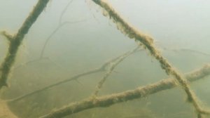 Карьерные ЩУКИ в деревьях. Подводная рыбалка.