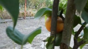 груша секуи