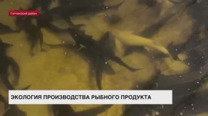 На осетровой ферме в Гатчинском районе применяют экологичные способы производства рыбного продукта