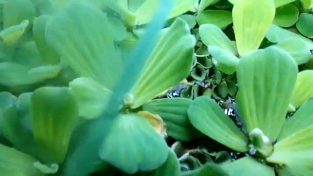 Верхоплавка смотреть онлайн