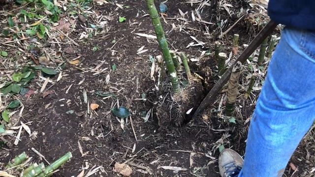 How to Remove Bamboo Roots From Your Garden - With and Without using poison. смотреть онлайн