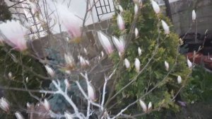 Магнолия Суланжа   в средней полосе России