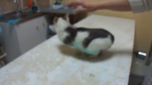 Марусенька