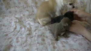 Щенки чихуахуа, 3 недели chihuahua puppies