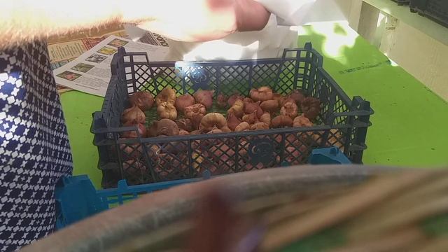 Как правильно сохранить гладиолусы.И чуть чуть химии. смотреть онлайн