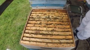 Снятие роя Ловля роев и Проблемы