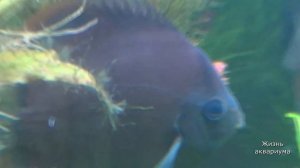 Красивый большой аквариум. Травник. Аквариумные растения