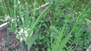 2 СОРТА ШАГАЮЩЕГО ,МНОГОЯРУСНОГО , ЖИВОРОДЯЩЕГО ЛУКА