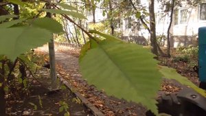 Panasonic hc v260 тест видеокамеры