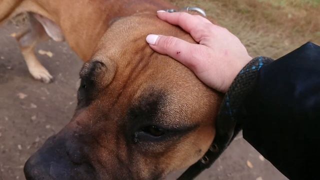 Бурбуль Буля гуляет в приюте смотреть онлайн