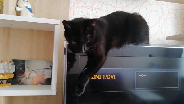 Только наша кошка может так делать) смотреть онлайн