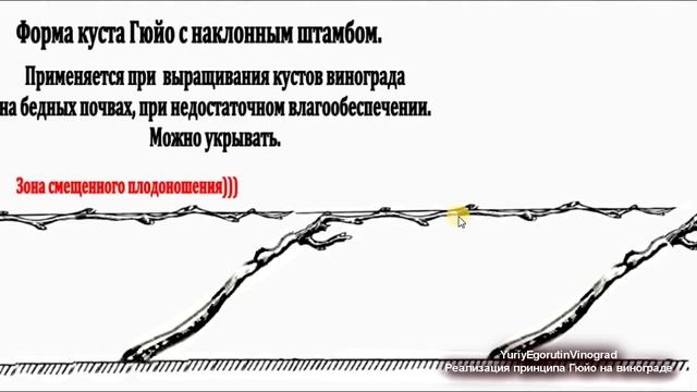 ? Что такое на ВИНОГРАДЕ ПРИНЦИП Гюйо по ежегодной ЗАМЕНЕ СТАРОГО плодового звена на НОВОЕ.
