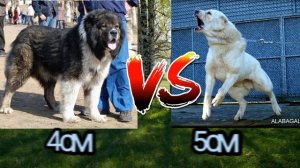 Алабай vs Кавказская овчарка кто сильнее!?Alabai vs Caucasian Shepherd Dog who is stronger !#алабай