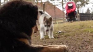 Alaskan Malamute puppy playing with Tibetan Mastiffs