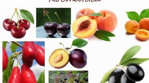 Занимательная ботаника. Что такое ягода?