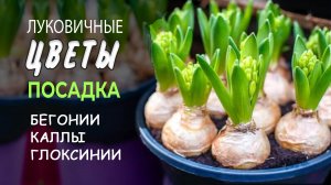 Посадка луковичных. 3 самых частых вопроса о посадке луковичных