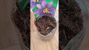 пассифлора маэстро. маракуйя из семян. проросли все семена!