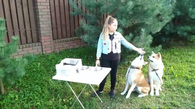 Пищевая агрессия собаки, как этого избежать.