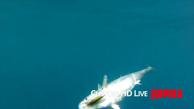 Nove boje RAPALA X Rap CountDown Magnum смотреть онлайн