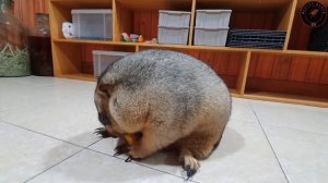 marmot funny tasted delicious mango for the first time