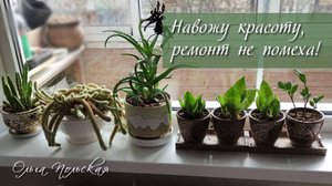 Цветы на окошке. Навожу красоту, несмотря на ремонт. Хроника,  октябрь 2022