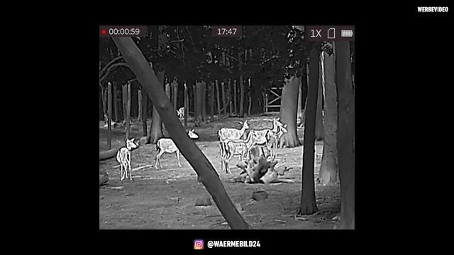 Anblick mit dem HIKMICRO LYNX Pro LH19 Wärmebild-Handgerät ? смотреть онлайн