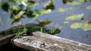 Nikon Z50 with 16-50mm & 50-250mm kit REAL WORLD USAGE