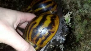 #улитки#тигры#продам улитки розелобиата.   22 января 2021 г.